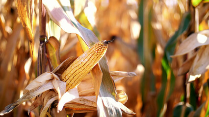 close-up, corn doll in sunshine. Corn crops on dried corn trees is prompt to harvest. selection of varieties of corn