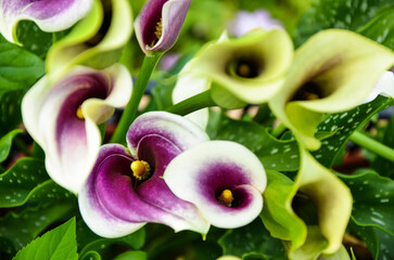 Obraz na płótnie Canvas Purple Zantedeschia aethiopica or Calla Lily in the garden.