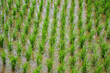 Rice seeds in farmland in the countryside.