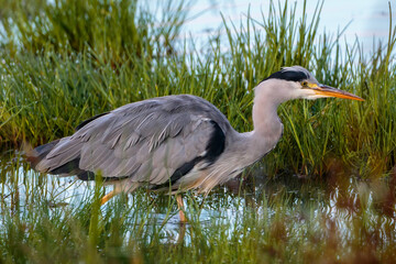 Grey Heron hunting in water