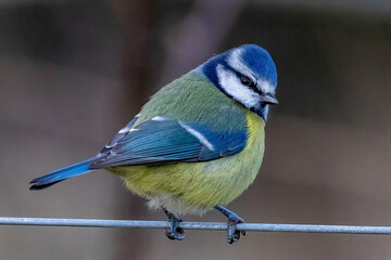Obraz premium Blue tit ona perch