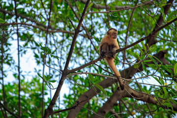 The capuchin monkey
