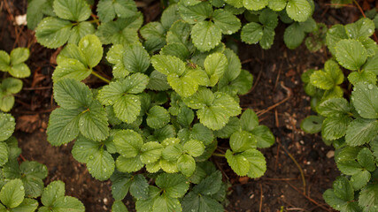 green background