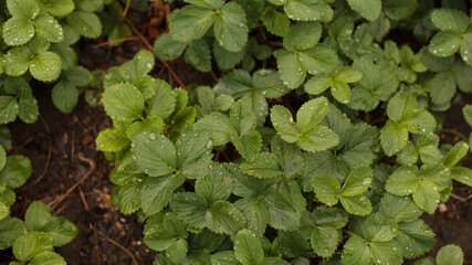 green victoria leaves in the garden in the garden in summer