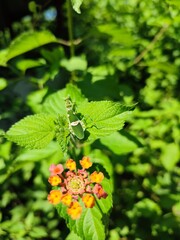 Locust and flowers