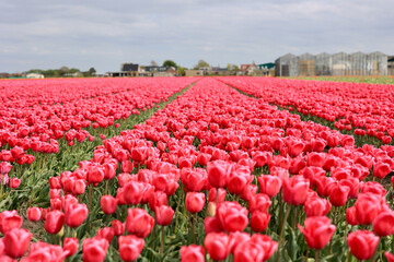 The field with many tulips, South Holland, The Netherlands. 