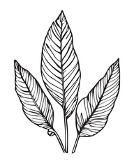 2D graphics of leaf images in outline style. Tropical tree leaves outlined in black and white. Natural and fresh. Has attractive fronds and leaf veins
