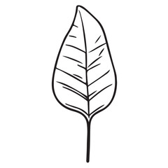 2D graphics of leaf images in outline style. Tropical tree leaves outlined in black and white. Natural and fresh. Has attractive fronds and leaf veins
