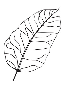 2D graphics of leaf images in outline style. Tropical tree leaves outlined in black and white. Natural and fresh. Has attractive fronds and leaf veins
