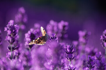 Beautiful summer Floral Background with a Gentle Butterflies on Lavender Flowers..