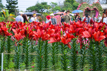 Red Zantedeschia aethiopica or Calla Lily in the garden.