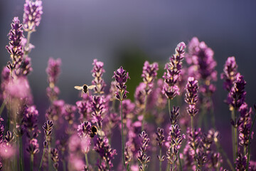 Blooming Lavender Flowers in a Provence Field Under Sunset Rays. Soft Focused Purple Lavender...