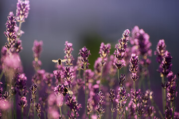 Fototapeta premium Blooming Lavender Flowers in a Provence Field Under Sunset Rays. Soft Focused Purple Lavender Flowers. Summer Scene Background.
