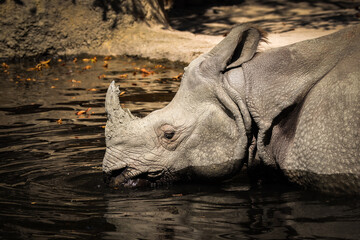 Indian Rhinoceros in Sunny Zoo Pond. Rhinoceros Unicornis Drinks from Water in Zoological Garden.
