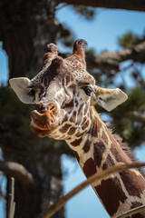 Vertical Rothschild's Giraffe Portrait in Zoo. Closeup of Funny Face of African Mammal with Long Neck in Zoological Garden. 