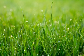 green grass with dew