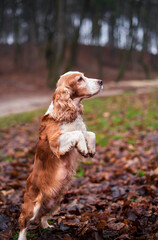 A cocker spaniel dog stands on its hind legs. She is asking for something against the background of blurred trees. The photo is blurred