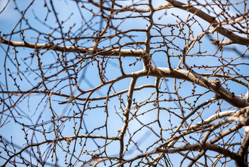 tree branch without leaves against the blue sky