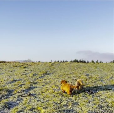 Cavapoo Puppies enjoying stunning views of Whitbarrow, Lake District, Cumbria, England, United Kingdom