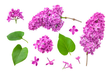 Pink purple lilac flower branches, inflorescences, buds, green leaves isolated on white background. With clipping path. Floral set, elements for design, postcards, congratulations