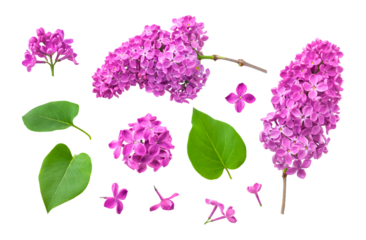 Pink purple lilac flower branches, inflorescences, buds, green leaves isolated on white background. With clipping path. Floral set, elements for design, postcards, congratulations