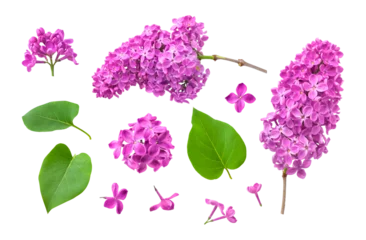  Pink purple lilac flower branches, inflorescences, buds, green leaves isolated on white background. With clipping path. Floral set, elements for design, postcards, congratulations © olgaarkhipenko