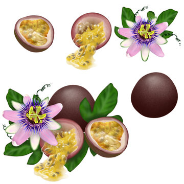 Passion fruit set isolated on transparent background. Fruit illustration PNG. Pictures of food and fruits