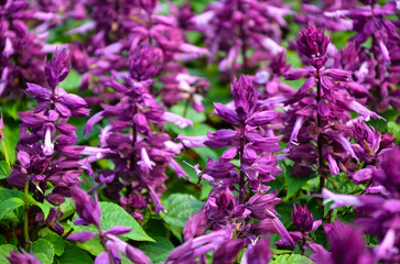 Obraz premium Purple salvia splendens in the park.