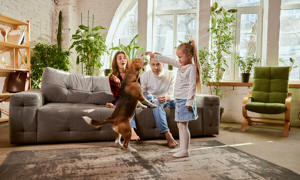 Playful Smart Dog Following Commands. Little Girl Playing With Beagle On Living Room In Sunny Day. Parents Playing With Child And Dog. Relationship, Family, Parenthood, Childhood, Animal Life Concept