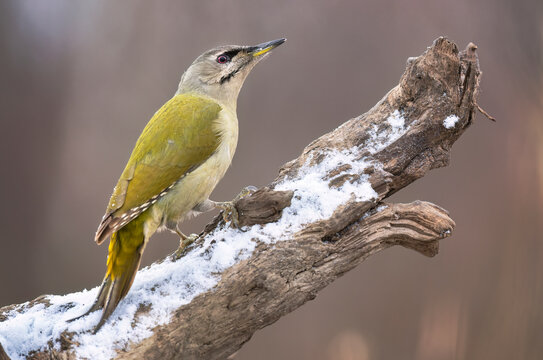Grey-headed woodpecker ( Picus canus ), grey-faced woodpecker