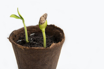 pumpkin sprouts in a peat pot on a white background, planting seedlings