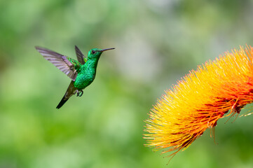 Hummingbird glittering in the sunlight hovers by a tropical orange flower.