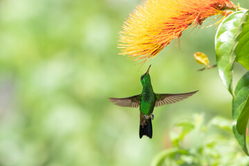 Pretty hummingbird with wings spread flying up to an orange Monkeybrush flower.