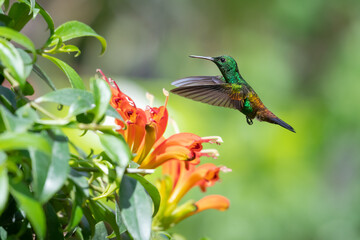Shiny green Copper-rumped hummingbird, hovering next to the tropical lipstick flower.