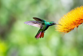 Beautiful tropical hummingbird pollinating an orange flower in the sunlight.