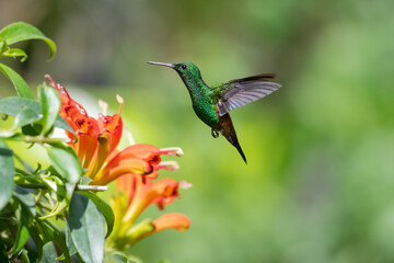 Fototapeta na wymiar Copper-rumped hummingbird, Amazilia Tobaci, flying next to exotic orange flowers.