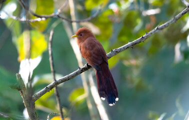 Little Cuckoo bird perched on a branch in the forest with soft colors of morning light.