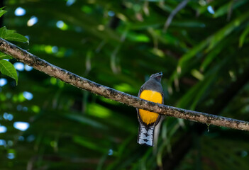 Green-backed Trogon bird eating a berry in the dark rainforest of Trinidad and Tobago.