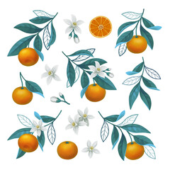 Hand painted illustration of orange tree branch. Perfect for posters, greeting cards, invitations, packaging design, stickers, stationery and other goods - 571627201
