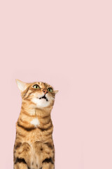 Funny cat face on a colored background.
