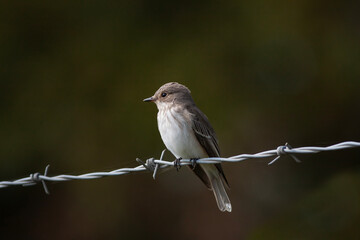 little bird watching around on wire, Spotted Flycatcher, Muscicapa striata