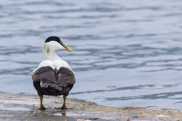large water bird ducklings, Common Eider, Somateria mollissima	