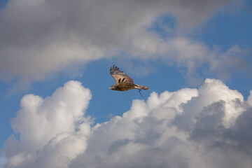 The snake eagle has caught its prey and the snake is at its feet, Short-toed Snake Eagle, Circaetus gallicus	