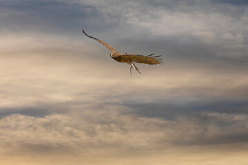 The snake eagle has caught its prey and the snake is at its feet, Short-toed Snake Eagle, Circaetus gallicus	