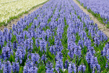 blue hyacinths on hyacinth field in spring - 571629012