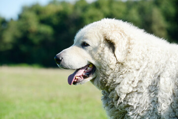 Head from the Dog Kuvasz. The livestock guardian dog looking on the pasture. - 571629015