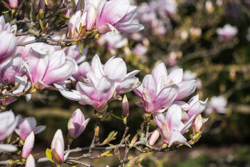 Blossoming magnolia tree in the spa gardens of Wiesbaden/Germany