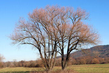 Laubbaum im Spätherbst ohne Laub