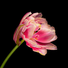 Multicolor blooming tulip with green stem isolated on black background. Close-up studio shot.