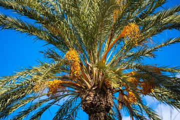 Foto op Aluminium Palme in der Blüte   Mallorca   Spanien © Harald Schindler